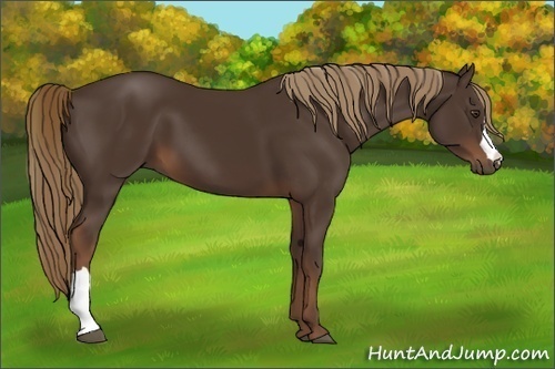 Horse Color:Liver Chestnut 