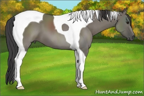 Horse Color:Smoky Grullo Sabino Tobiano