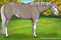 Horse Color:Silver Smoky Grullo Sabino 