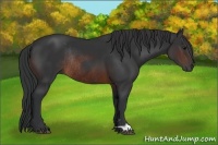 Horse Color:Brown Rabicano and Brown Rabicano