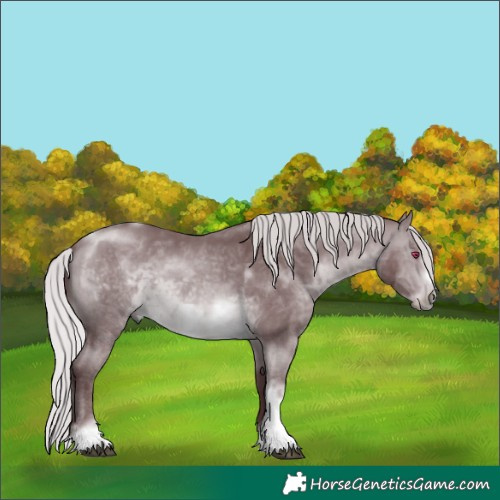 Horse Color:Chocolate Silver Brown Chinchilla Sabino Tobiano Frame Rabicano 
