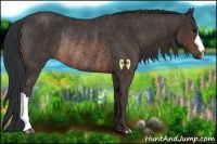 Horse Color:Brown Rabicano Brindle