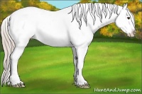 Horse Color:White Spotted Chocolate Palomino Ice Appaloosa 
