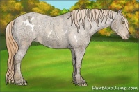 Horse Color:White Spotted Gold Champagne Ice Appaloosa
