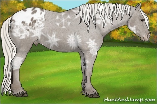 Horse Color:Silver Smoky Black Ice Appaloosa 