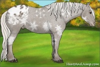 Horse Color:Silver Smoky Black Ice Appaloosa