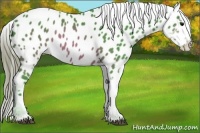 Horse Color:Watercolor Brown Appaloosa 