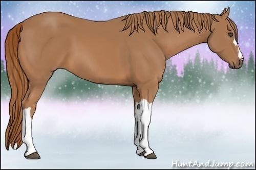 Horse Color:Chestnut 