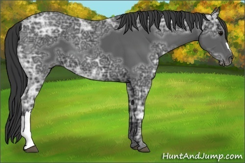 Horse Color:Black Ice 