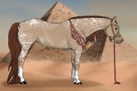 Horse Color:Red Dun Ice
