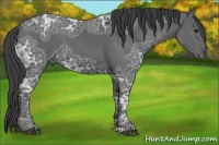 Horse Color:Smoky Black Ice