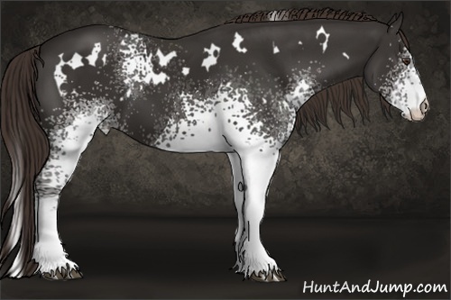 Horse Color:White Spotted Liver Chestnut 