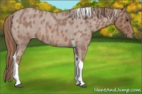 Horse Color:Red Roan Tobiano Varnish