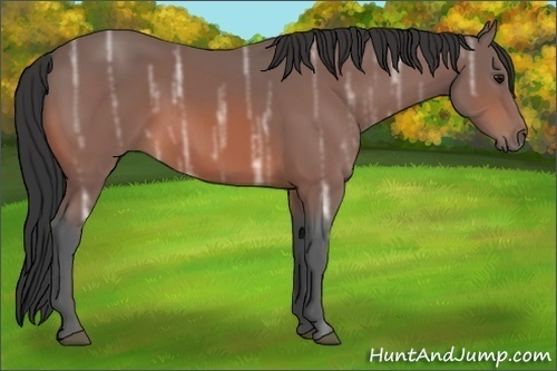 Horse Color:Bay Ice 