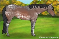 Horse Color:Bay Ice