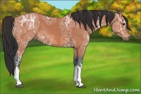 Horse Color:Bay Ice 