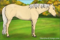 Horse Color:Palomino Roan Dun 