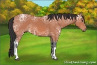 Horse Color:Bay Ice 