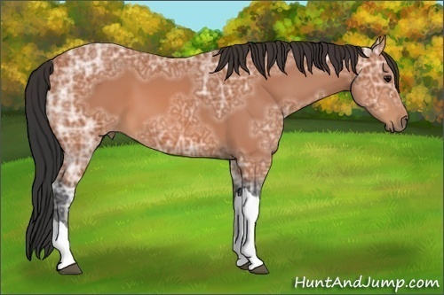 Horse Color:Bay Ice