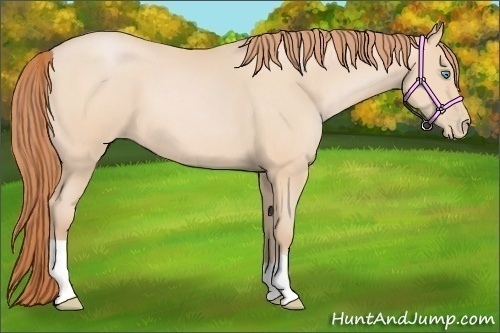 Horse Color:Buckskin Pearl 