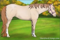 Horse Color:Buckskin Pearl