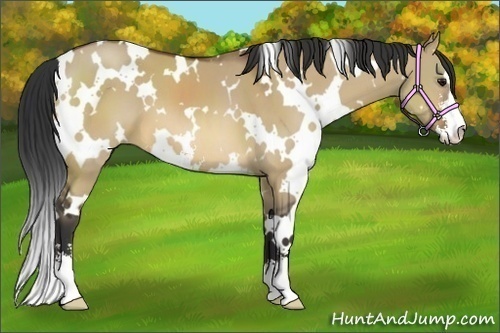 Horse Color:White Spotted Bay Dun Sabino 