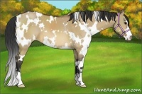 Horse Color:White Spotted Bay Dun Sabino 