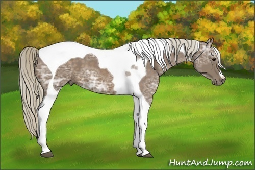 Horse Color:Chocolate Palomino Ice Tobiano