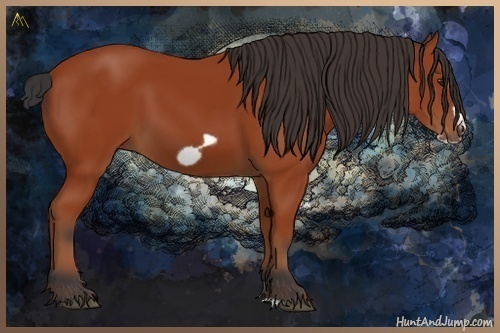 Horse Color:Bay Frame 