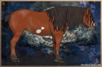 Horse Color:Bay Frame 