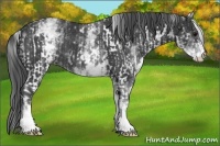 Horse Color:White Spotted Black  and White Spotted Black 