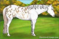 Horse Color:Sable Cream Champagne Appaloosa 