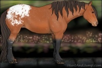 Horse Color:Bay Appaloosa 