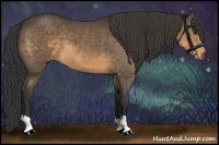 Horse Color:Buckskin 