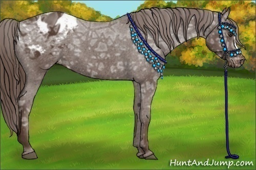 Horse Color:Liver Chestnut Ice Appaloosa 