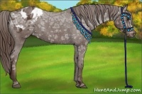 Horse Color:Liver Chestnut Ice Appaloosa