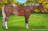 Horse Color:Silver Bay 