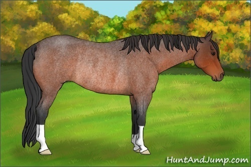Horse Color:Bay Roan Rabicano 