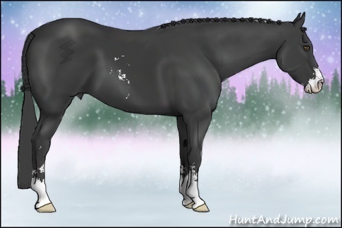 Horse Color:Smoky Black Sabino