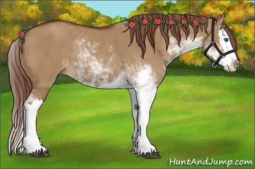 Horse Color:Red Dun Sabino Splash Rabicano 