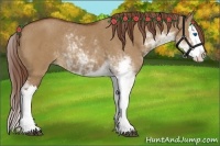 Horse Color:Red Dun Sabino Splash Rabicano 
