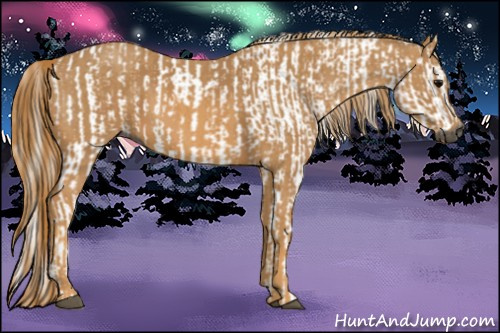 Horse Color:Gray White Spotted Black  Brindle