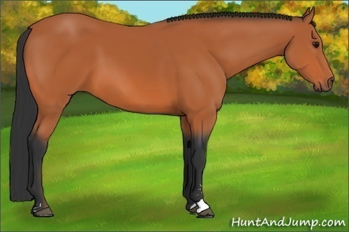 Horse Color:Bay Sabino 