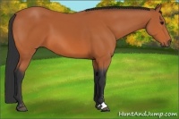 Horse Color:Bay Sabino