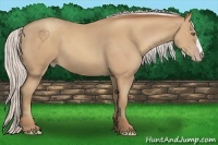 Horse Color:Silver Classic Champagne