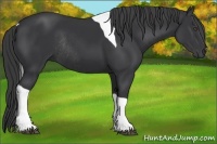 Horse Color:Black Tobiano Rabicano