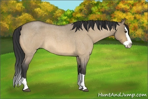 Horse Color:Buckskin Roan Dun Splash 