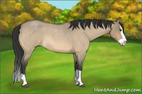 Horse Color:Buckskin Roan Dun Splash