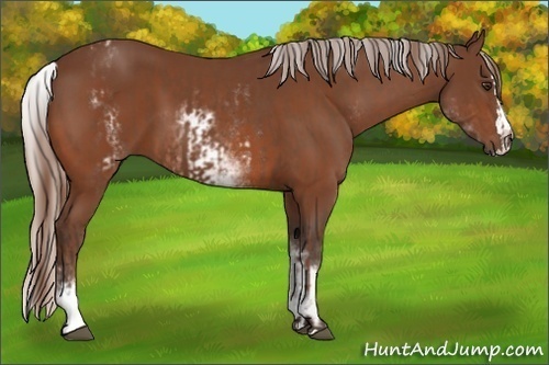 Horse Color:White Spotted Chestnut Sabino  and White Spotted Silver Bay Splash 
