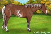Horse Color:White Spotted Chestnut Sabino and White Spotted Silver Bay Splash